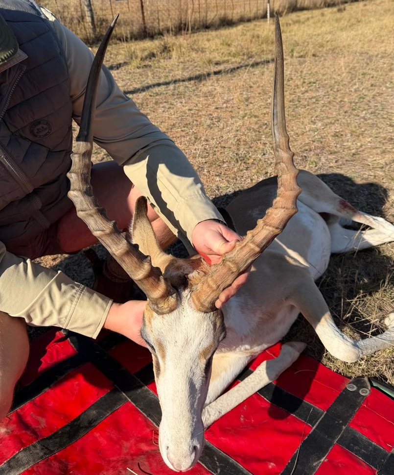 21 6/8" White Flanked Impala ram with Black gene
